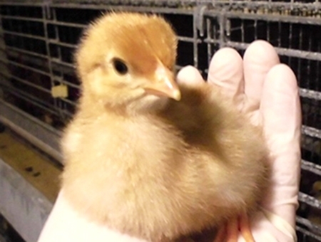 鶏の飼育管理及びワクチン接種作業の補助