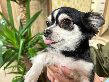 施設の愛されキャラ、看板犬のゆとりちゃん♪<br />
人懐っこくて、利用者の皆さんに大人気。<br />
元気いっぱいで、みんなを癒やしてくれる存在です。